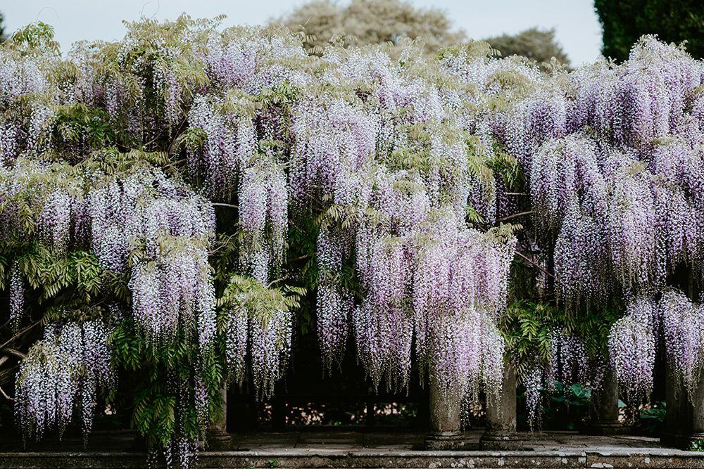 Glicine in fiore - Ispirazione di design -