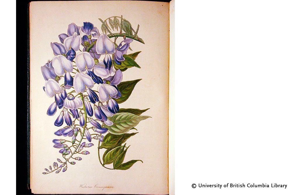 Glicine in fiore - Ispirazione di design -