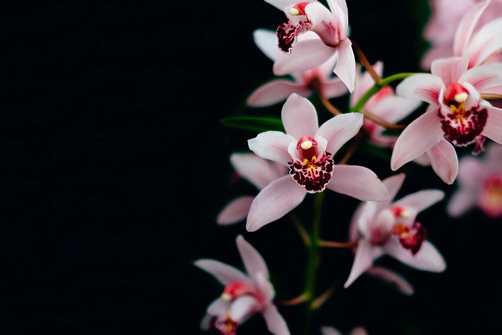 Orchidea Brasiliana - Design Inspiration -