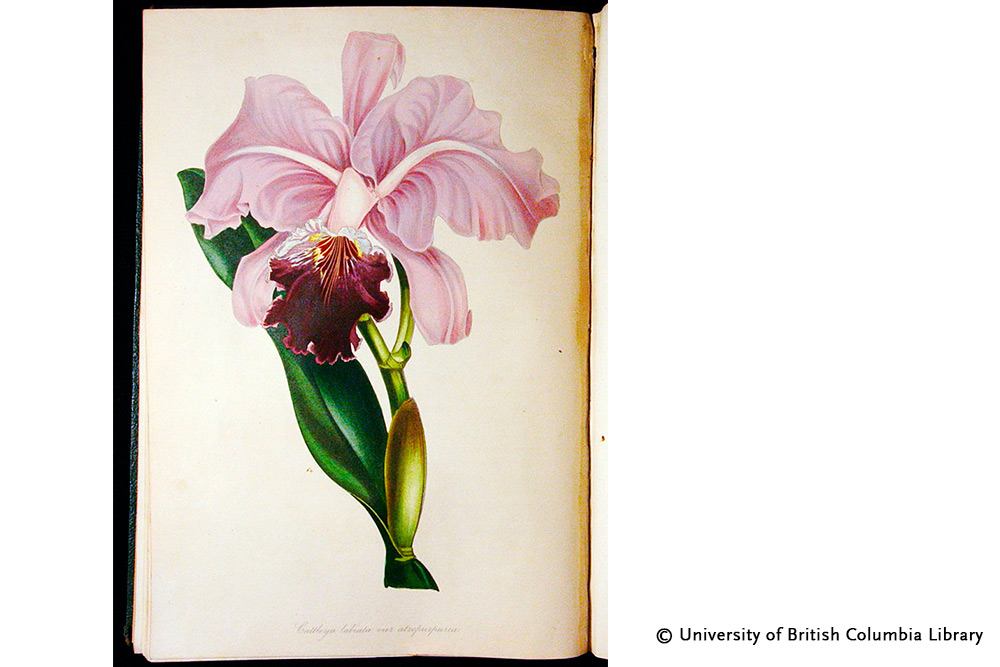 Orchidea Brasiliana - Design Inspiration -