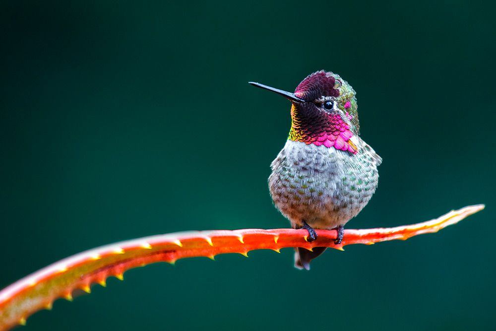 Hummingbird - Design Inspiration - 