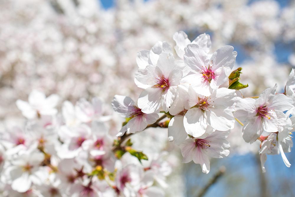 Sakura - Design Inspiration -