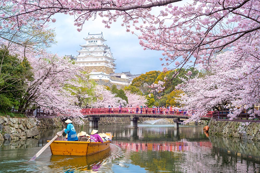 Sakura - Design Inspiration -