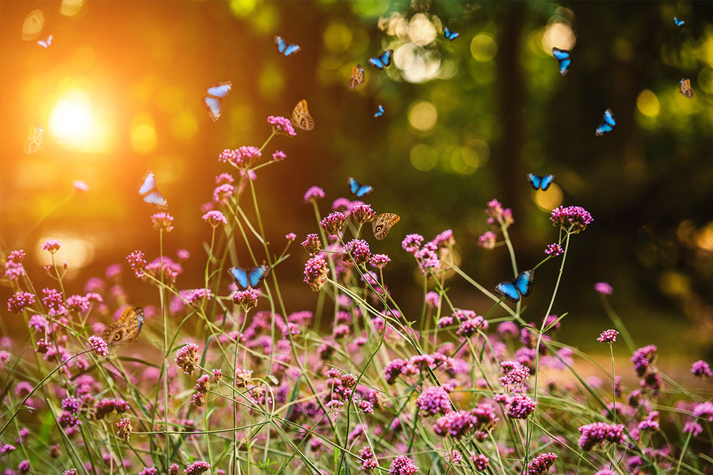 Summer Butterflies - Design Inspiration -